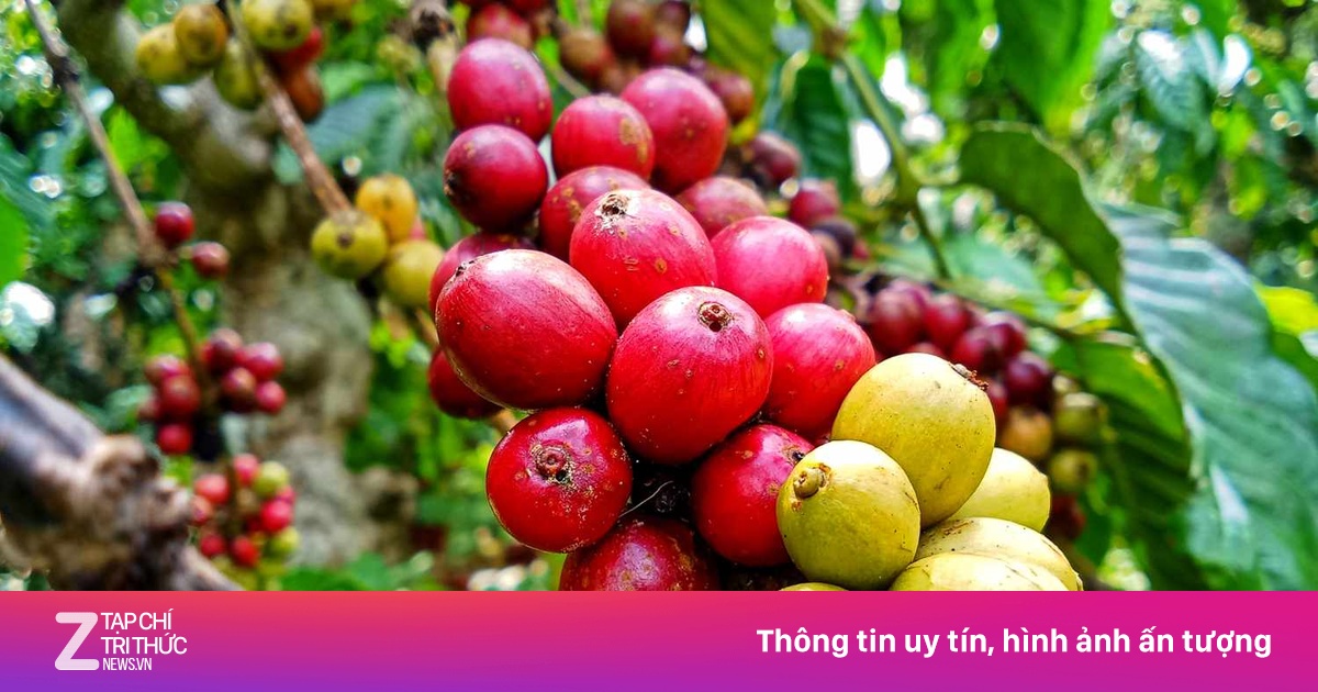 Ưu điểm giúp loài cà phê dại biến thành 'con cưng' trong các đồn điền
