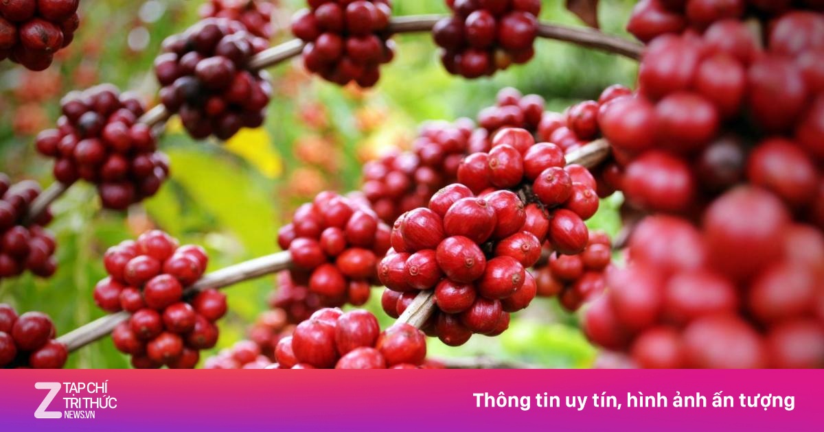 Thứ đã 'bán đứng' nhiều chủ đồn điền cà phê