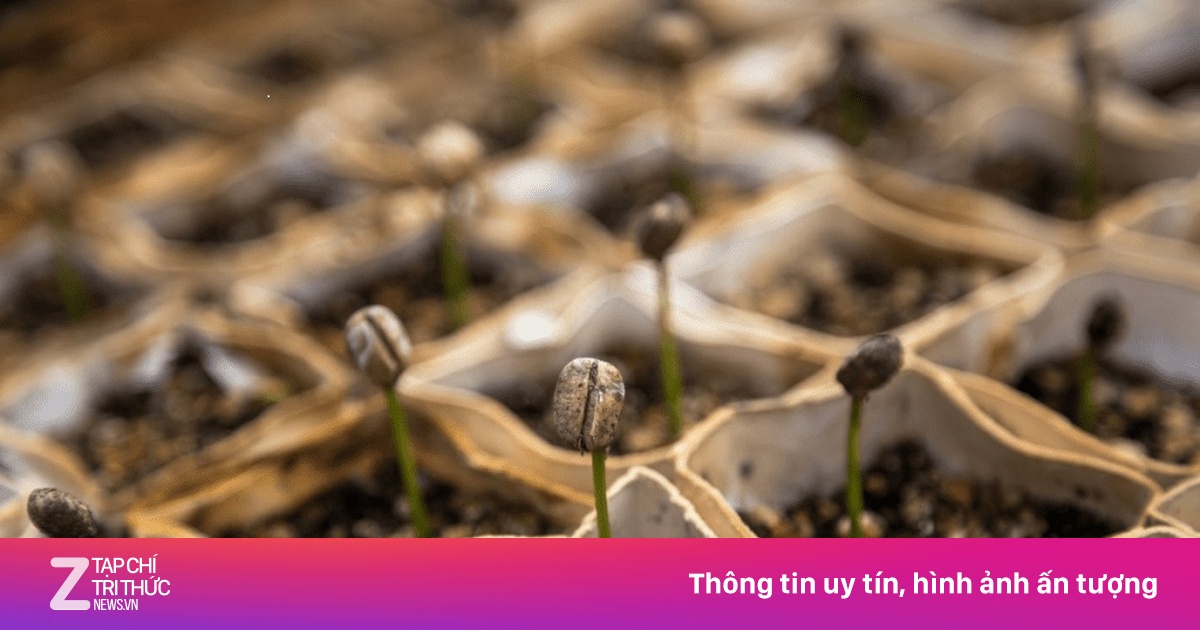 Quy trình nghiêm ngặt để gieo hạt cà phê