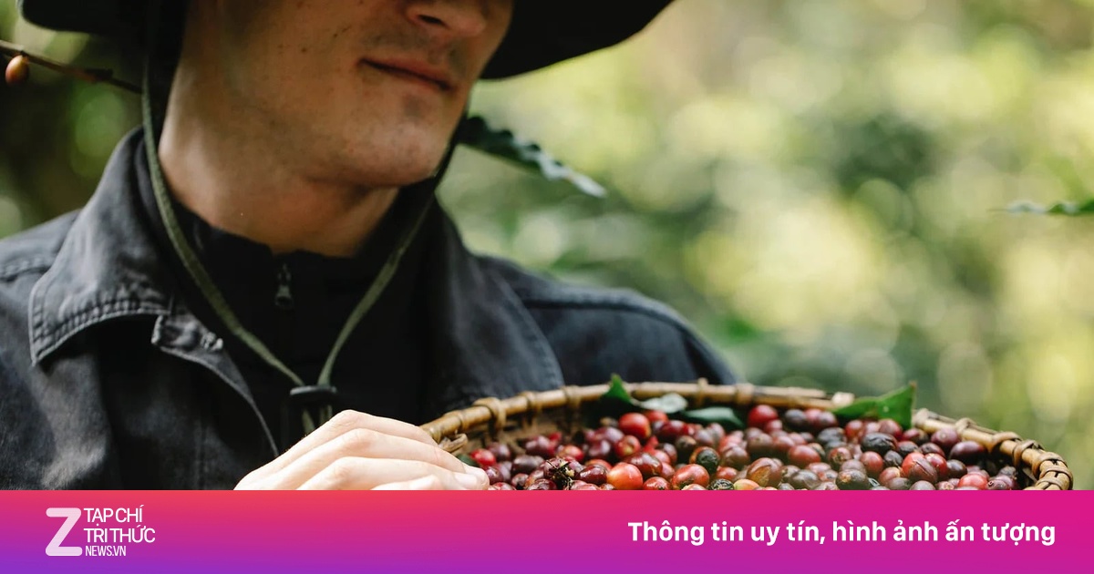 Loại phân bón đặc biệt của cây cà phê