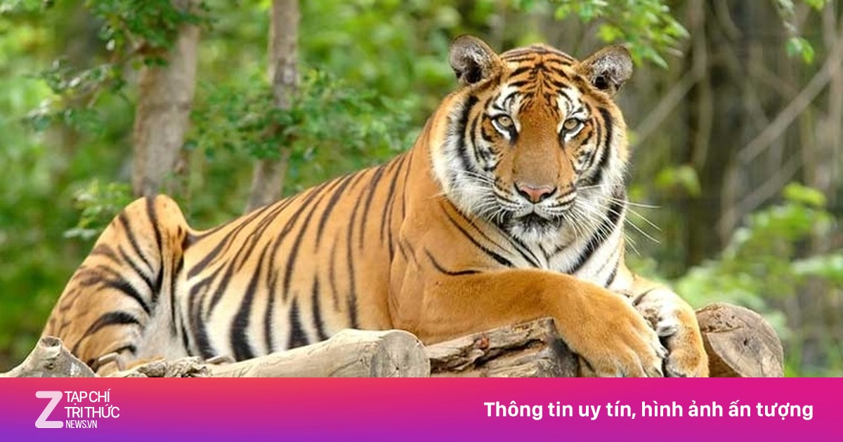Xác minh hổ lớn xuất hiện trong rừng Quảng Bình | Znews.vn