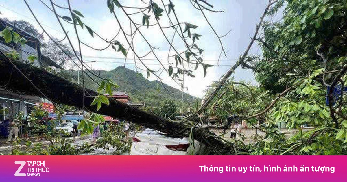 Mưa dông trút xuống TP Hòa Bình, cây đa cổ thụ bật gốc đè bẹp ôtô