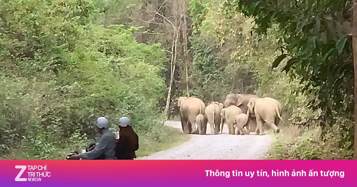 Chạm mặt 7 con voi rừng xuất hiện gần khu dân cư