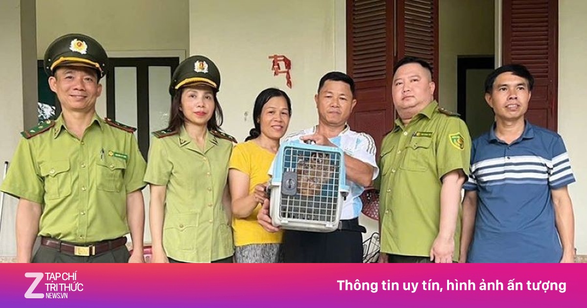 Phát hiện cu li quý hiếm trong vườn nhà dân
