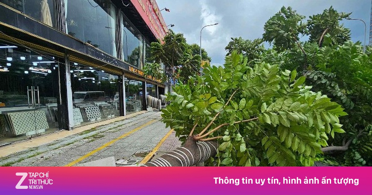 Cây xanh cao 15 m bất ngờ đổ ra đường trung tâm TP.HCM