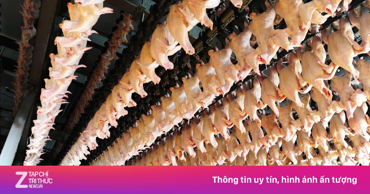 Tiếp tục kiểm tra nhà máy giết mổ của Công ty C.P Việt Nam tại Hà Nội