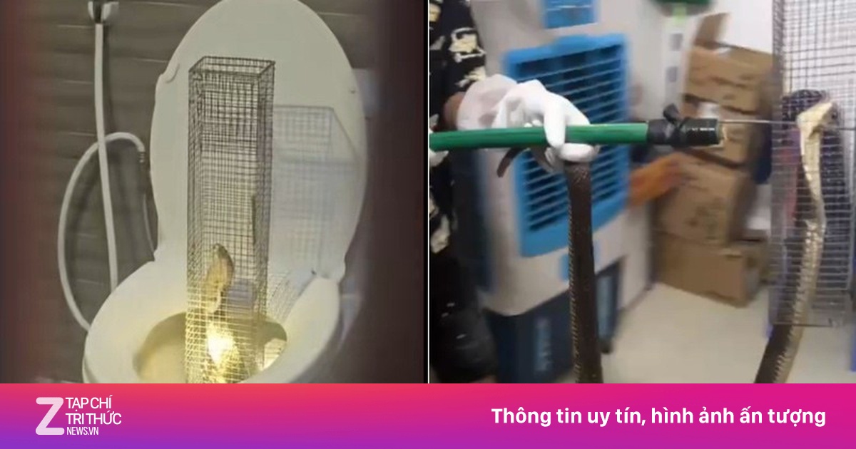 Rắn hổ mang dài 1,3 m bị tóm sống sau 3 ngày chui vào bồn cầu