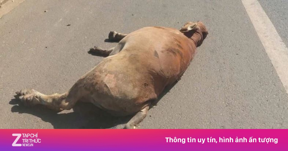 Xe tải tông chết 3 con bò ở Đắk Lắk