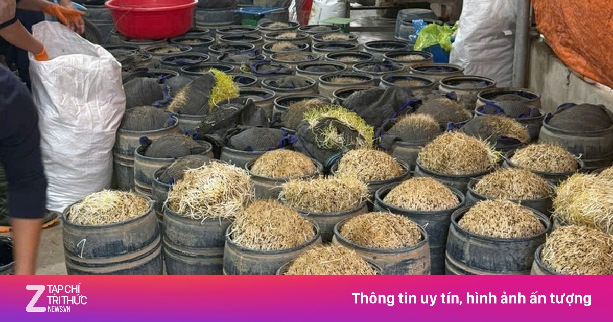 Khởi tố vụ thu giữ gần 3 tấn giá đỗ sử dụng chất cấm