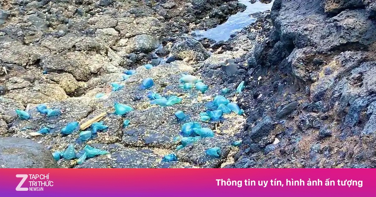 Phát hiện mới về mối đe dọa từ 'plastitar' - Thế giới - ZNEWS.VN