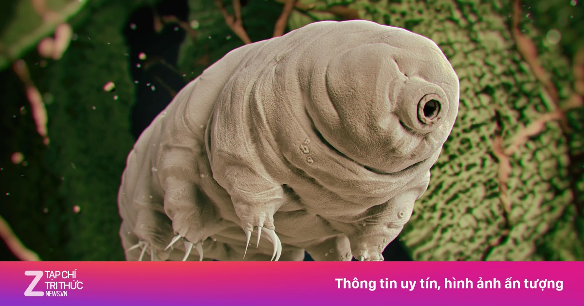 Gấu Nước Gặp 'Khắc Tinh' Trên Đất Hỏa Tinh Mô Phỏng, Thí Nghiệm Tiết Lộ Giới Hạn Sinh Tồn