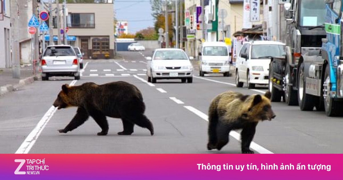 Dân số Nhật Bản teo tóp nhưng gấu, lợn rừng sinh sôi quá đà - Thế giới ...
