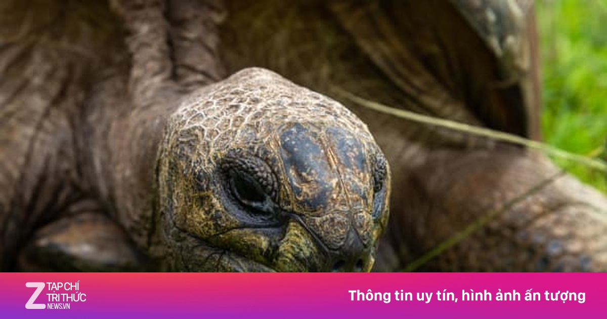 'Cụ rùa' khổng lồ sống thọ nhất thế giới - Chuyện lạ - ZNEWS.VN