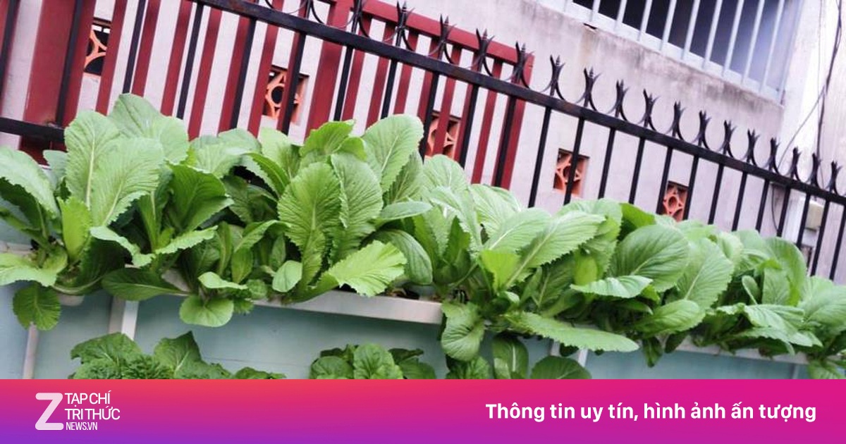 Lãi nửa triệu đồng/ngày từ mô hình trồng rau thủy canh | Znews.vn