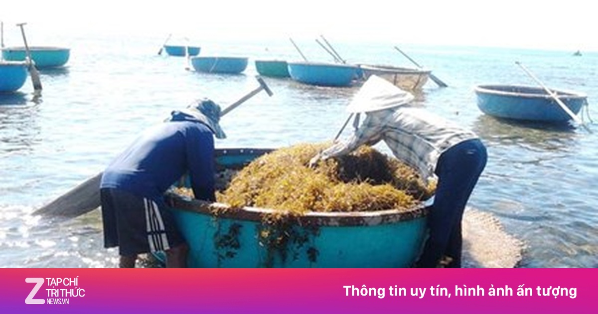 Tàn sát rong mơ - Kinh doanh - ZNEWS.VN