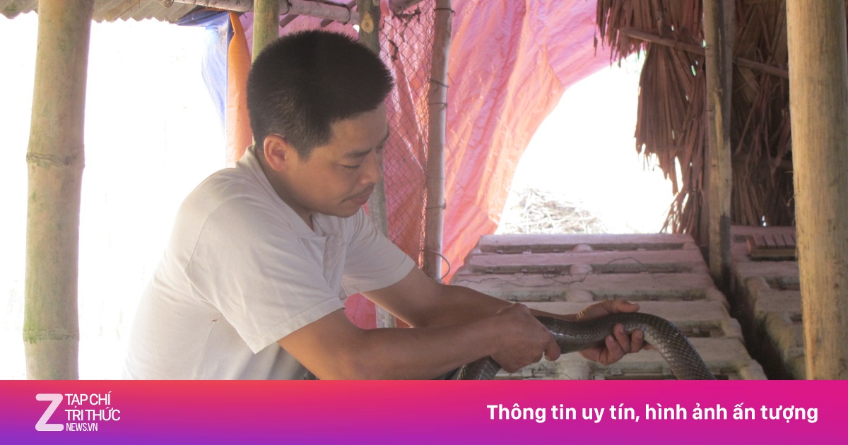Trại rắn độc cho thu nhập trăm triệu mỗi năm ở xứ Tuyên - Kinh doanh ...