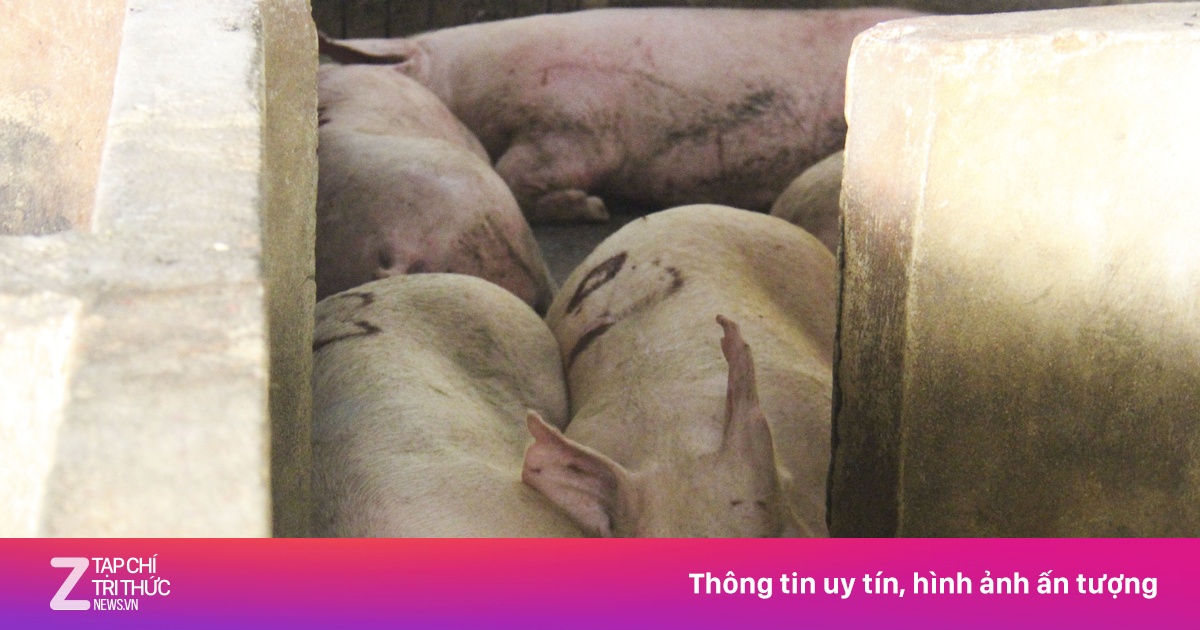 Heo bị tiêu hủy do dịch bệnh được hỗ trợ 40.000 đồng/kg hơi