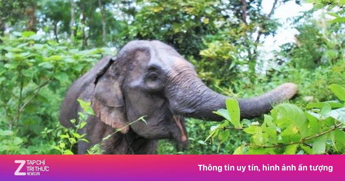Voi rừng xuất hiện ở Nghệ An | Znews.vn