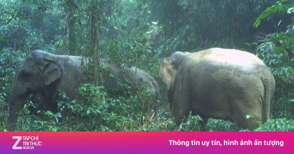 Phát hiện 2 cá thể voi rừng ở Hà Tĩnh - Xã hội - ZNEWS.VN
