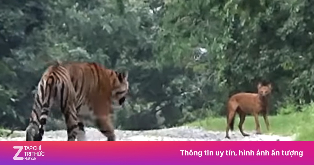 8 con sói lửa liều lĩnh quấy rối hổ Bengal ở Ấn Độ - Kinh nghiệm du ...