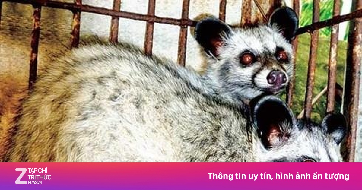 21 con chồn hương còn sống được giấu trong xe khách ở TP.HCM - Xã hội ...