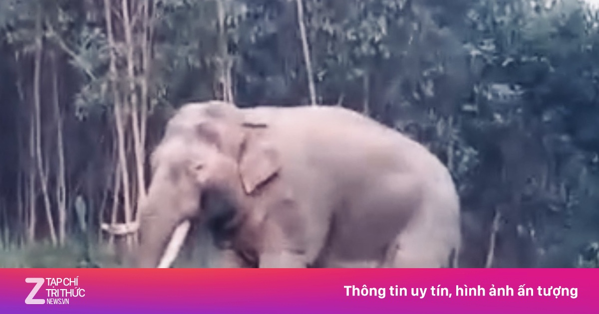 Voi ngà lệch quý hiếm xuất hiện ở bìa rừng Đồng Nai | Znews.vn