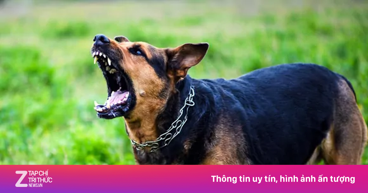 Người đàn ông không qua khỏi sau 4 tháng bị chó lạ cắn