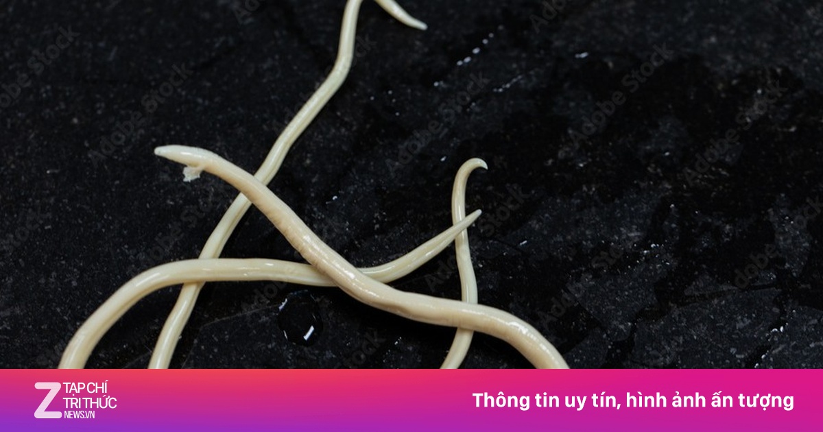 Những người nên tẩy giun thường xuyên