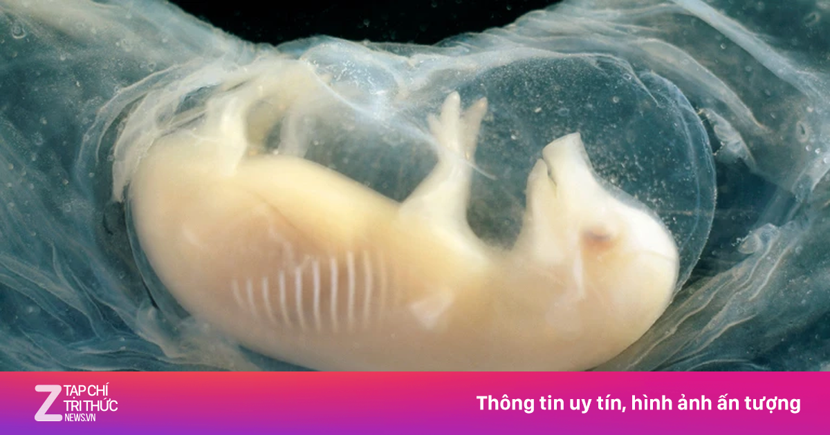 Lần đầu tiên quả tim mang tế bào người đập trong phôi heo