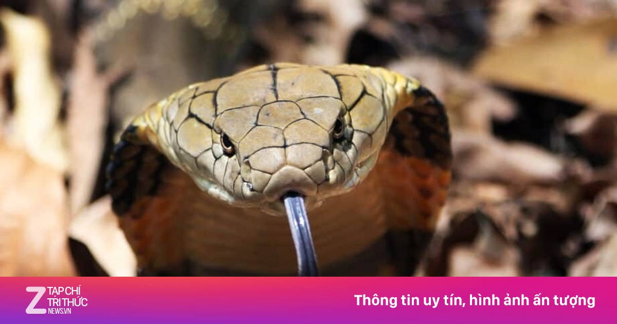 Chồng bị rắn hổ mang cắn, vợ làm điều sai lầm khiến cả 2 'gánh' hậu quả