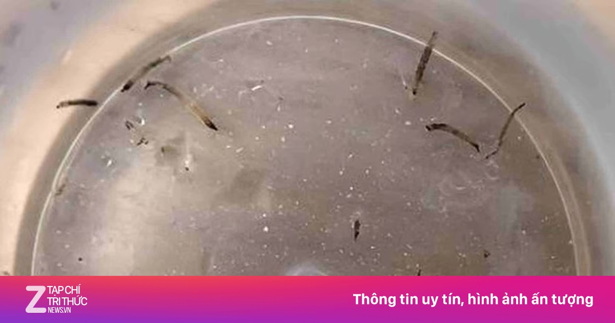 Bé 8 tuổi phải vào viện vì ruồi cống
