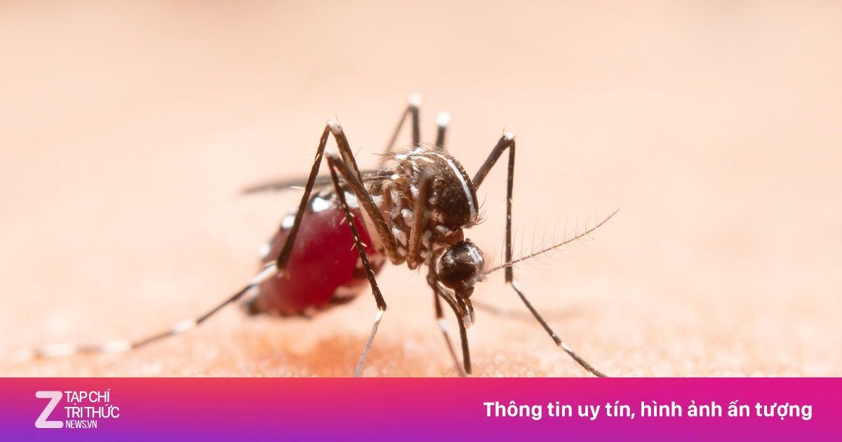 6 lầm tưởng phổ biến về bệnh sốt xuất huyết