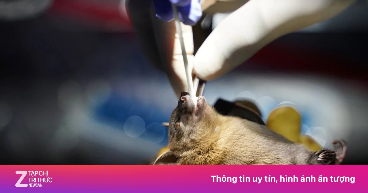 Phát hiện virus mới ở Trung Quốc, từ loài vật nghi gây ra Covid-19