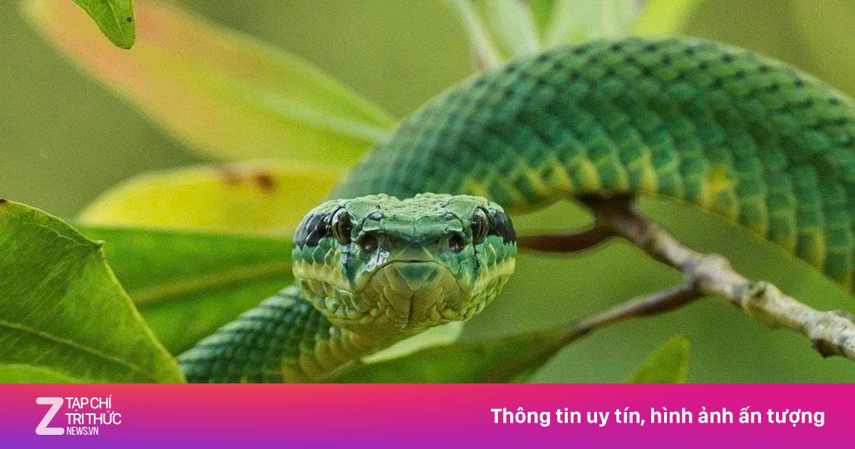 Nhập viện cấp cứu trong đêm vì bị rắn độc bò vào nhà cắn