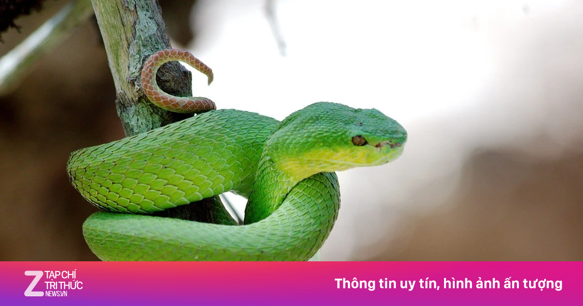 Loại rắn độc khét tiếng vào mùa hoạt động, nhiều người bị tấn công ...