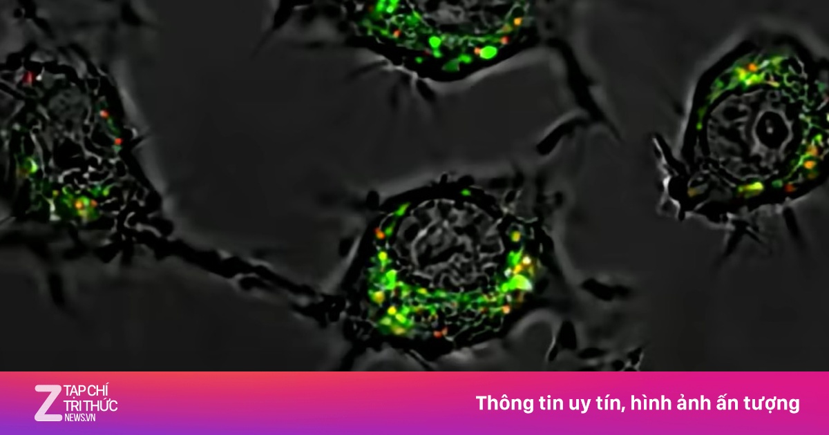 Phát hiện thuốc mới giúp tiêu diệt tế bào ung thư mạnh gấp 20.000 lần