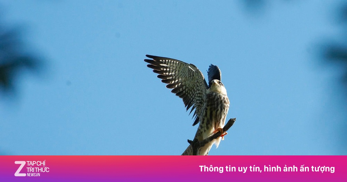 Loài chim di cư hiếm thấy vừa ‘ghé thăm’ Việt Nam