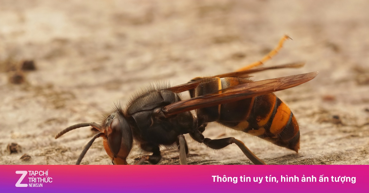 Bị đàn ong vò vẽ tấn công, người phụ nữ nguy kịch