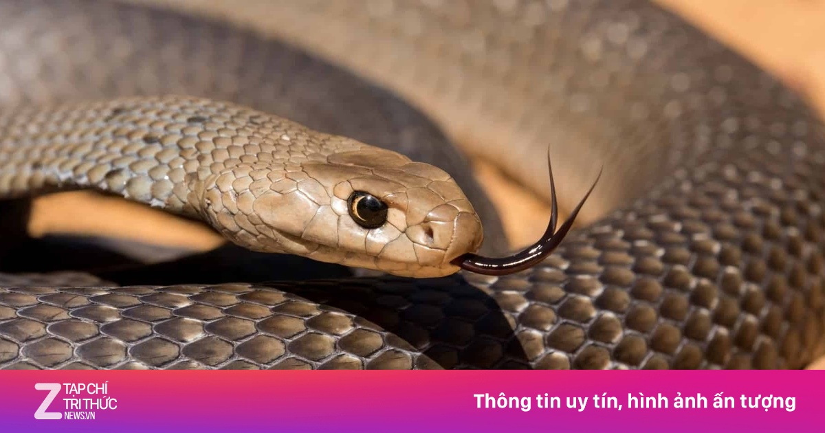 Thợ bắt rắn kể lại giây phút đối mặt loài rắn cực độc | Znews.vn