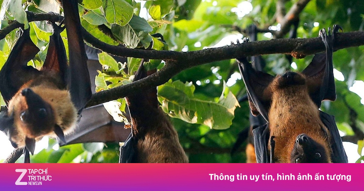 WHO lên tiếng về virus Nipah