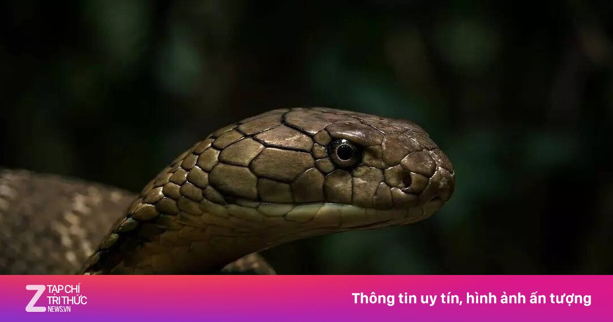 Rắn hổ mang chúa Ấn Độ lan rộng nhờ 'quá giang' tàu hỏa, dấy lên lo ngại mới