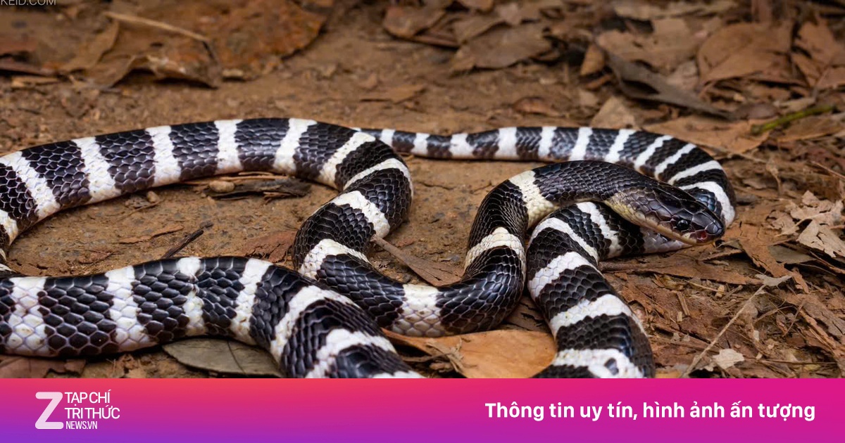 Bị rắn cạp nia cắn khi đang ngủ trên nền nhà, bé gái liệt toàn thân