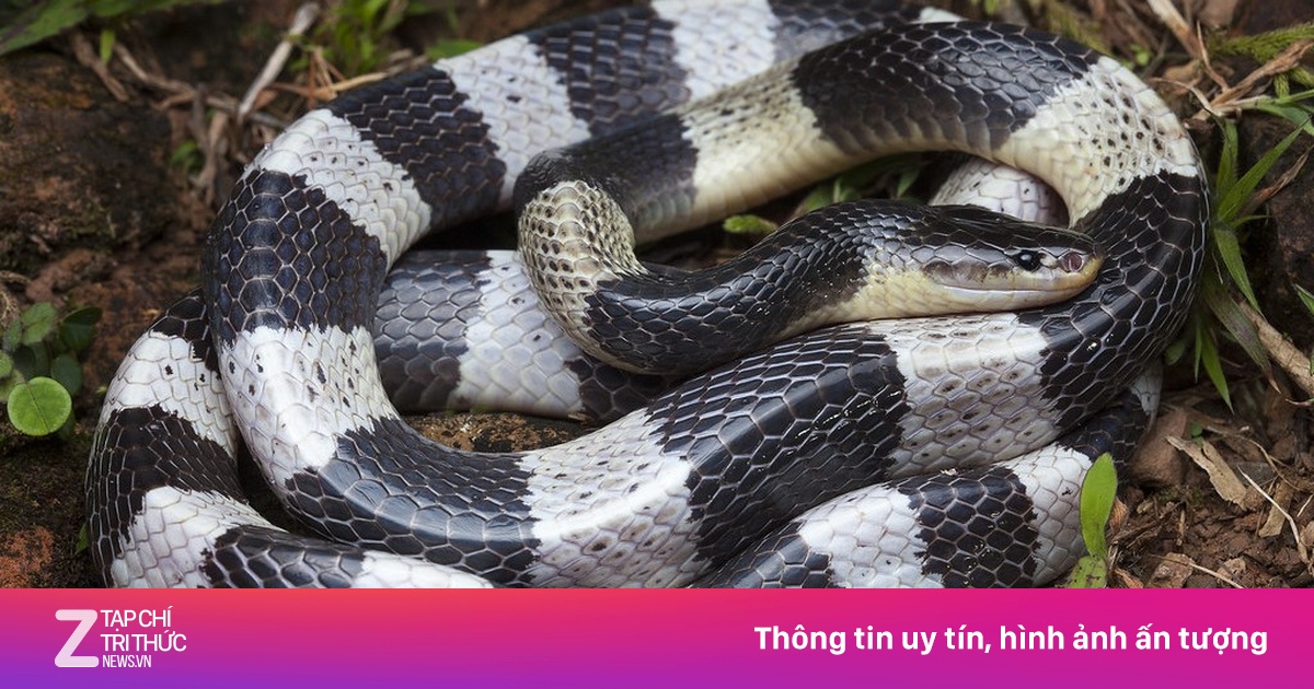 Loài rắn độc mạnh hơn hổ mang chúa