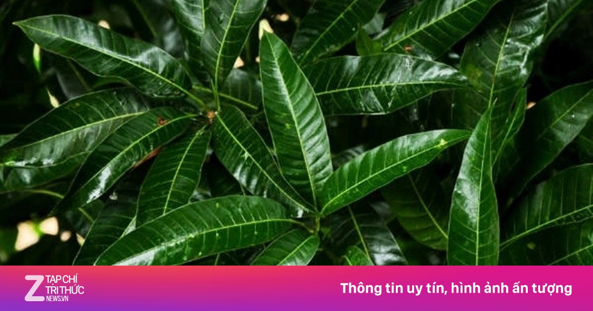 Việt Nam có sẵn một loại thảo dược quý nhưng hay bị ngó lơ