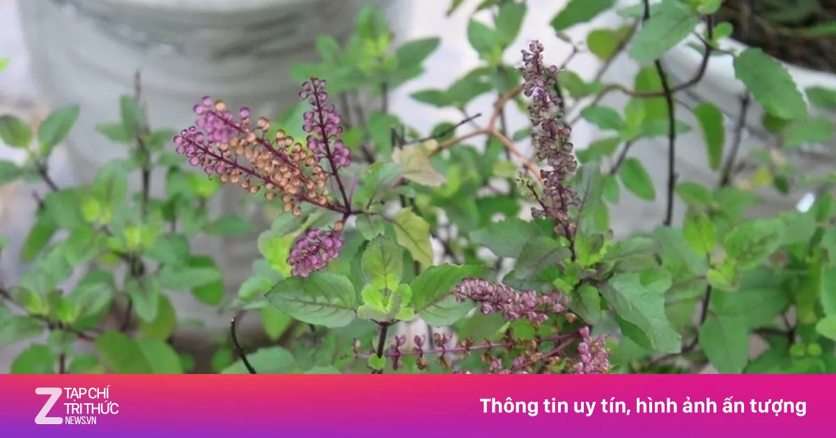Việt Nam có 'nữ hoàng thảo mộc', bổ ngang nhân sâm, hay trồng làm cảnh