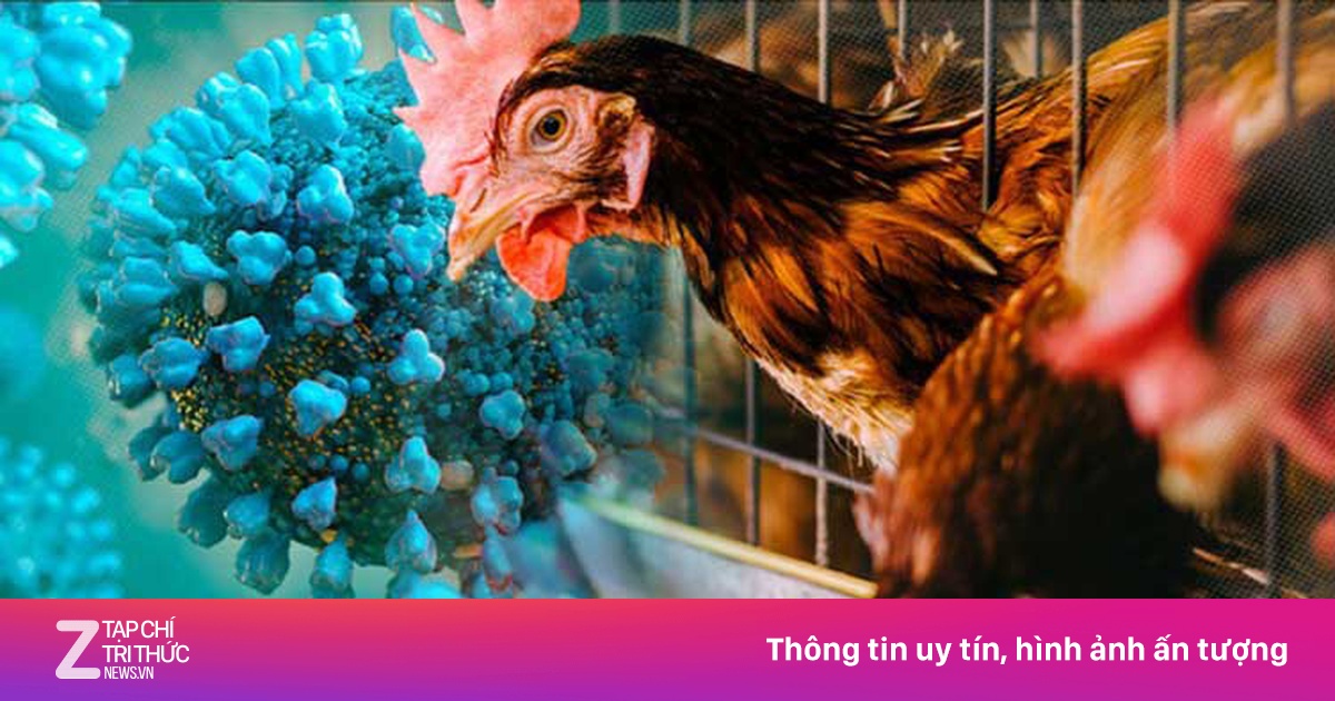 Campuchia ghi nhận bé trai 3 tuổi nhiễm cúm A/H5N1 sau khi tiếp xúc gia cầm ốm