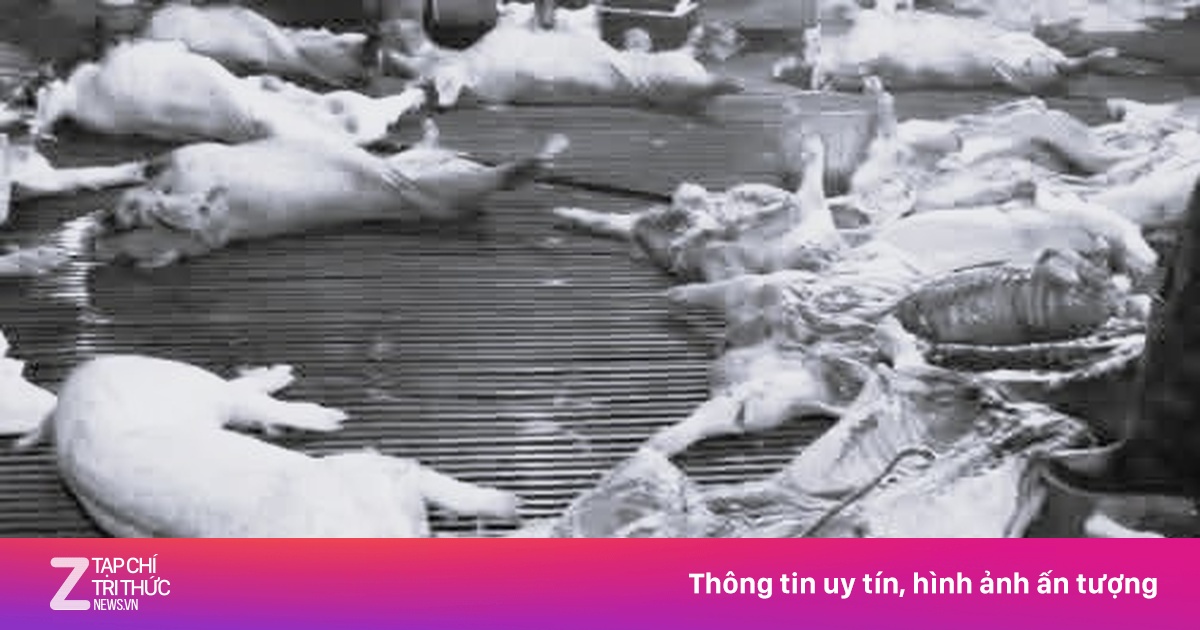 Thủ Tướng Chỉ Đạo Siết Chặt Kiểm Soát Giết Mổ, Ngăn Chặn Thịt Bẩn Tràn Ra Thị Trường