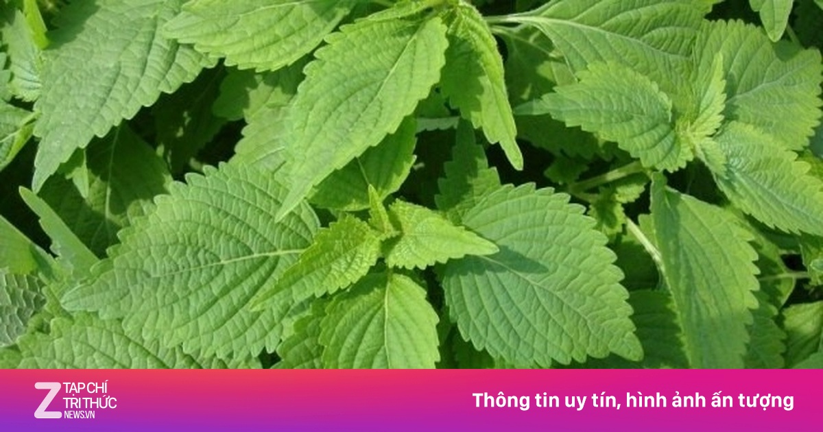 Việt Nam có cây thuốc quý không chăm vẫn mọc, bổ chẳng kém nhân sâm