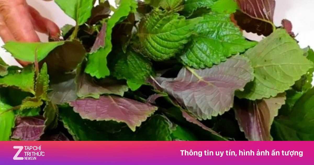 Lá Tía Tô: 3 Nhóm Người Cần Hạn Chế Ăn Nhiều Dù Có Nhiều Lợi Ích Sức Khỏe