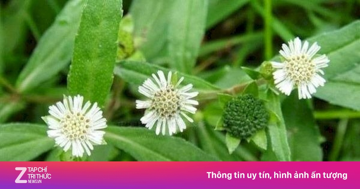 Việt Nam có 'cây thuốc quý', không trồng vẫn mọc um tùm đầy vườn